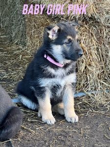 German Shepherd Puppies