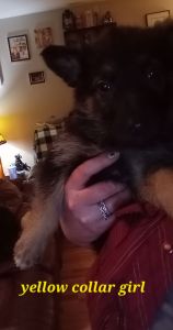 German Shepherd puppies