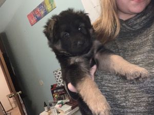 German shepherd mix puppies