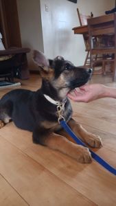 For sale German Shepherd puppy