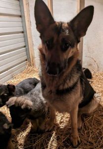 Purebred German Shepherd Puppies (female)