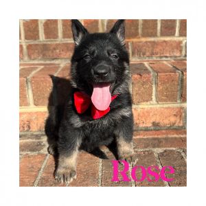 German Shepherd Puppies