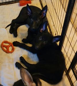 AKC Registered German Shepherd Puppies