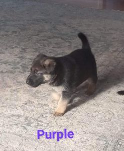 German shepard puppies