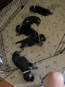 AKC registered German Shepard puppies