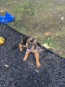 German Long hair shepherd
