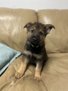 German Shepherd puppies