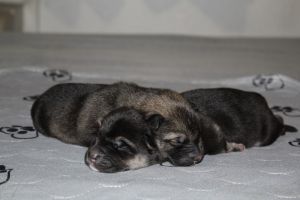 Cute german shepherd and malamute puppies