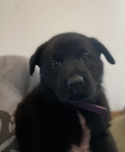 AKC solid black female German Shepherds