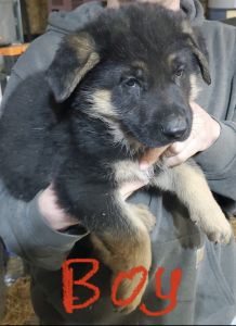 Pure bred German Shepard
