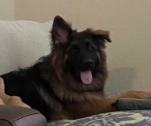 Mondo needs a new home