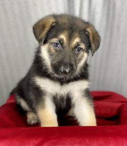German Shepherd Puppies