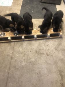 German Shepherd puppies