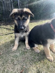 melvin’s shepard’s