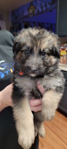 Beautiful German Sheppard Puppies