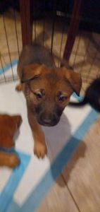 AKC German Shepherd puppies local only i dont ship puppies