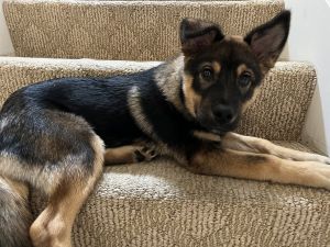 German Shepard mix puppy