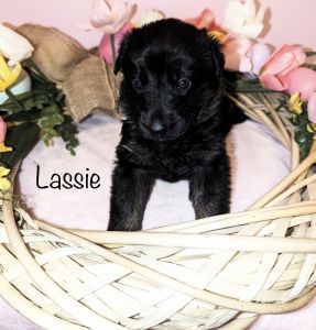 7 German Shepard Puppies looking for homes