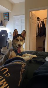 shepard mix with husky.