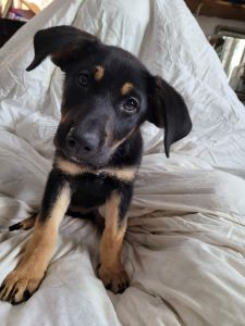 3 month old pure breed German Shepard