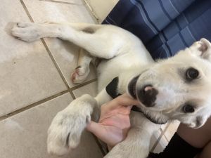 german shepard puppy