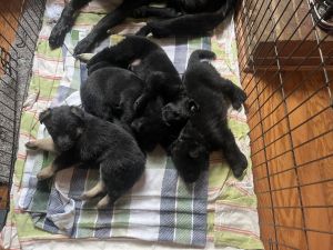 German shepherd puppies