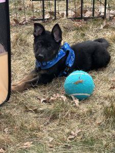 German Shepherd Puppy
