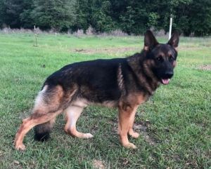 For sale to loving/caring homes