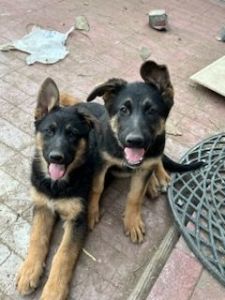 German shepherd puppies
