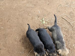 German Shepard puppies for sale 7 weeks old,in Sweetwater Texas