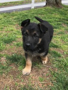 Female German Shepherd Puppy