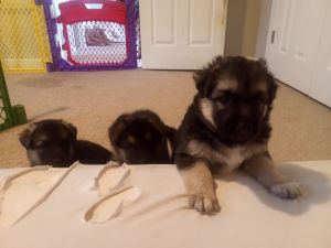 German Shepherd puppies