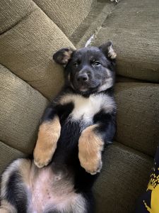 German Shepard & Husky mix