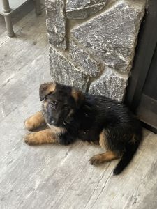 German Shepard puppies MA