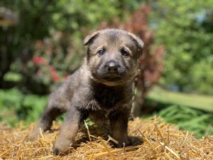 German Shepherd puppies