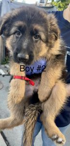 AKC German Shepherd Puppies