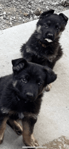 AKC German Shepherd Puppies