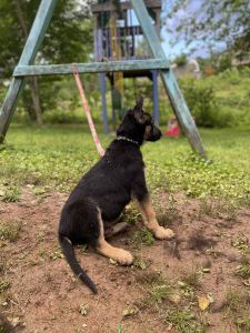Akc german shepherd puppies