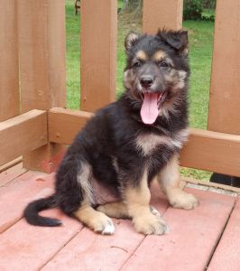 AKC black and tan German Shepherd puppy