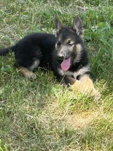 German shepherd puppies