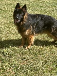 Free to good loving home