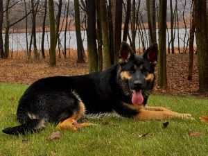 German shepherd for sale
