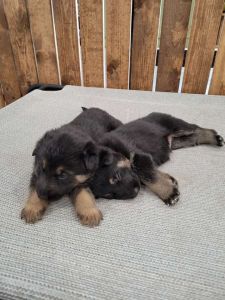 German Shepherd puppies