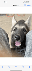 German shepherd puppies!
