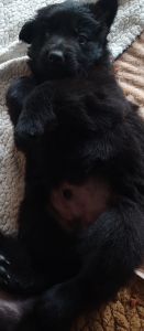 Black German Shepherd pups