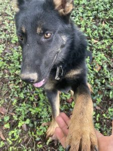 6 month old german shepherd