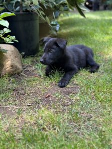 Knightly the German Shepherd