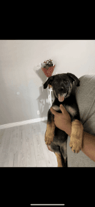 Germán Shepard puppies