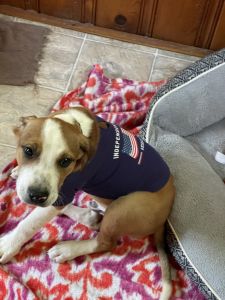 16 week old German Shepard pit bull mix