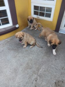 Germaneese puppies